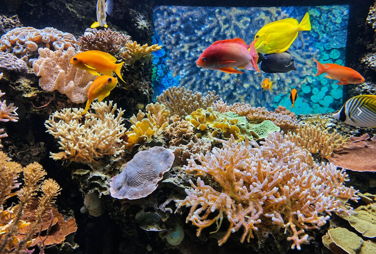 aquarium brest oceanopolis 768x519