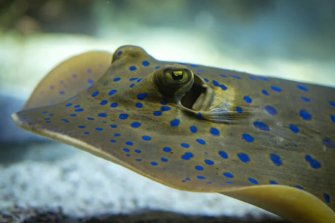 aquarium la rochelle