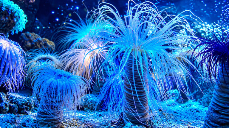 grand aquarium saint malo 768x432