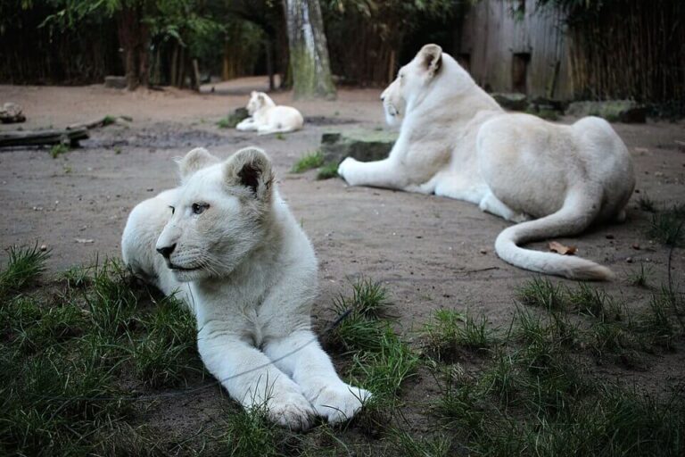lion blanc zoo de la fleche 768x512
