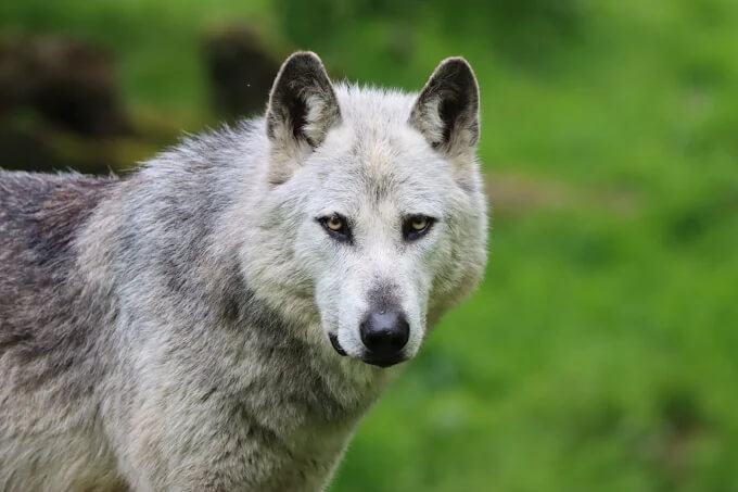 parc animalier de sainte croix