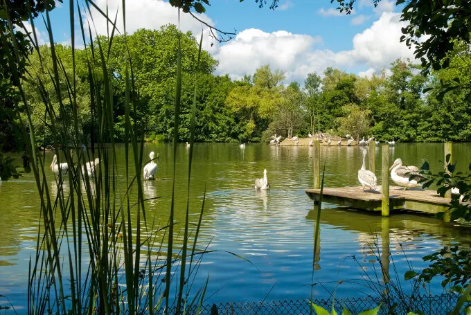 parc des oiseaux