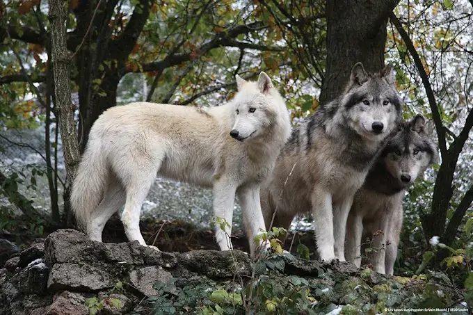 parc loups du gevaudan