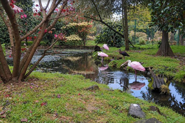 parc zoologique de la bourbansais bretagne 768x513
