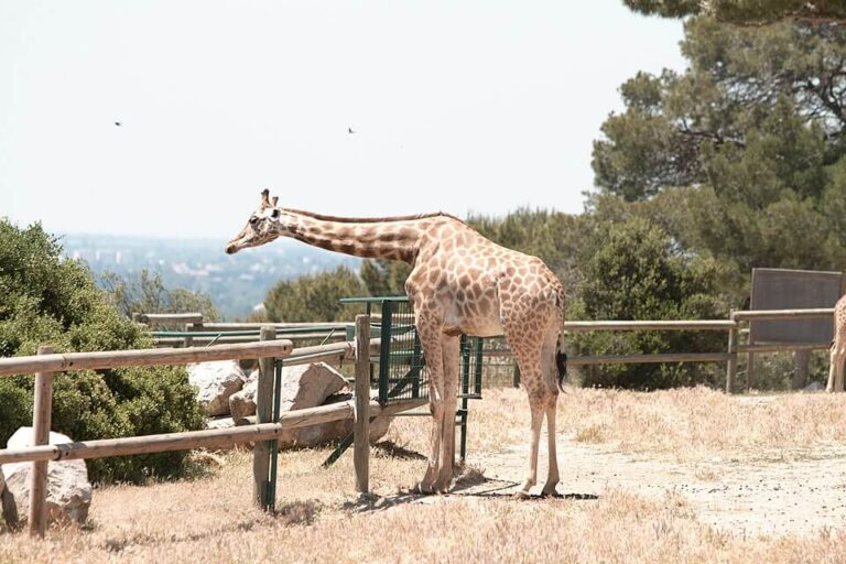 zoo de la barben 768x512
