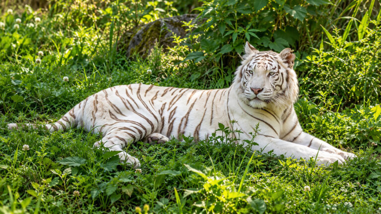 zoo de tregomeur bretagne 768x432